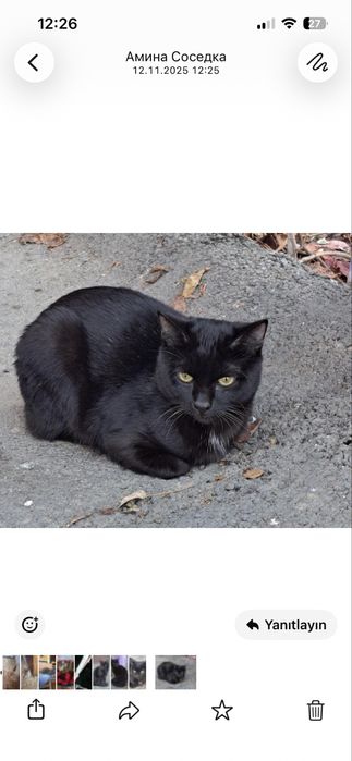 Пристройство животных