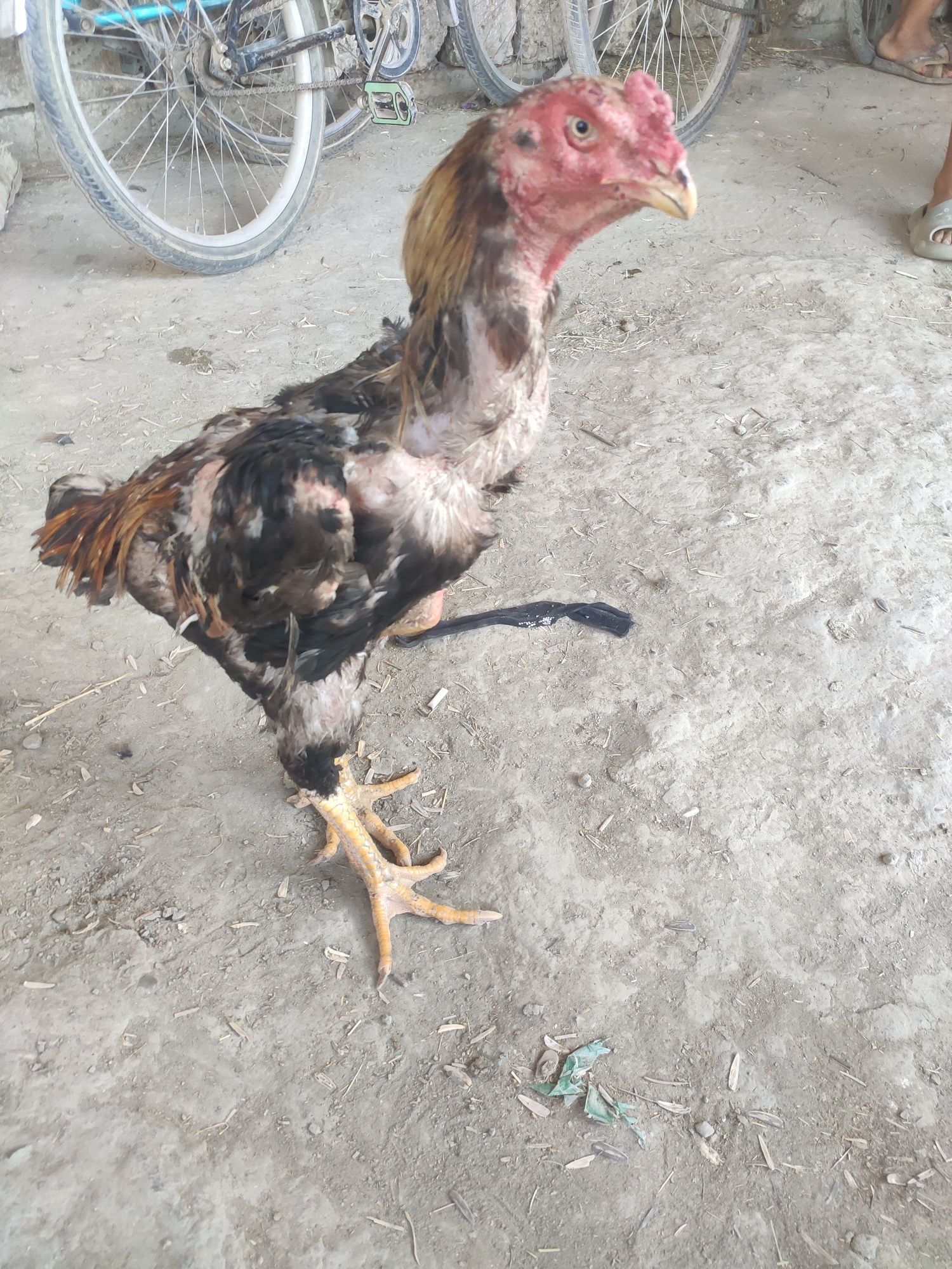 Xoroz kulangi zoti toza