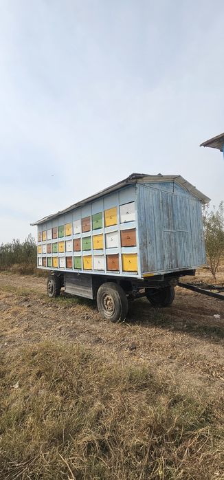 Asalari tirkamasi pavilon