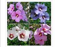 Hibiscus syriatus