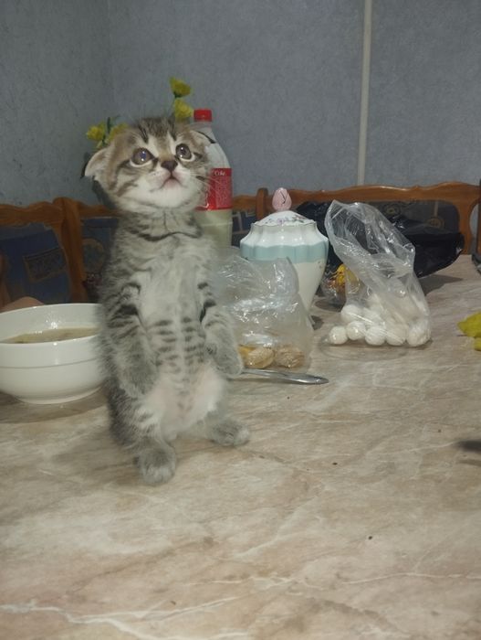 Шотландский вислоухие
