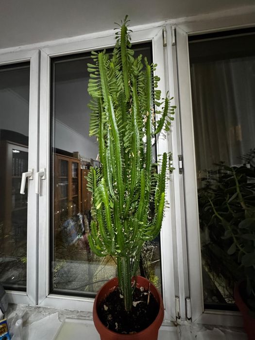 Продам кактус, молочай треугольный.высота  1м.