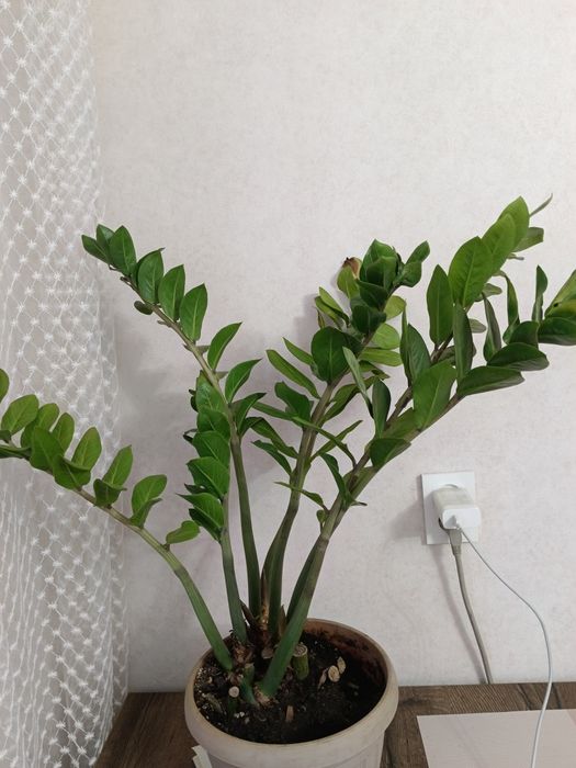 Продам долларовый цветок