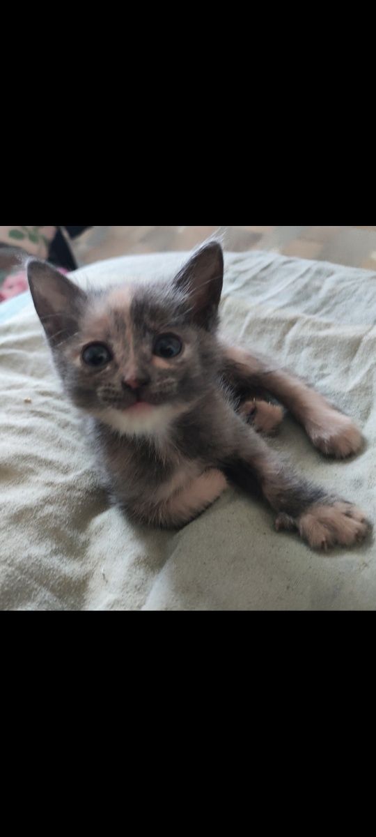 Котята крысыловы