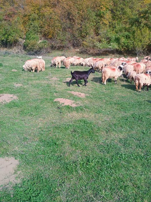 Vând 4 capre și un țap