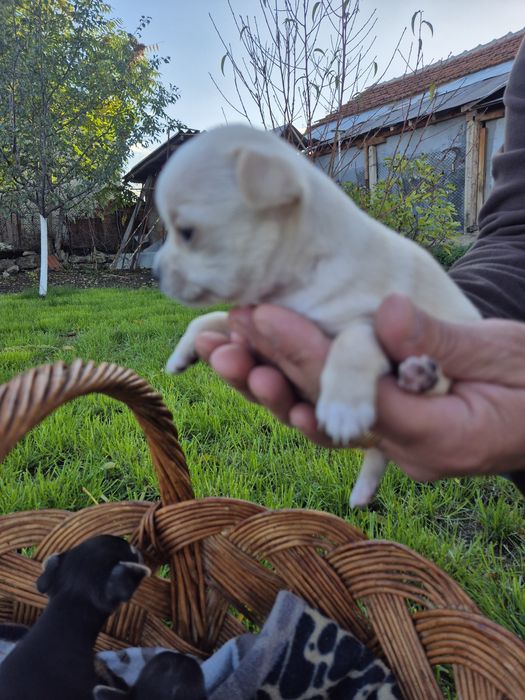 Мини чихуахуа пет момченца