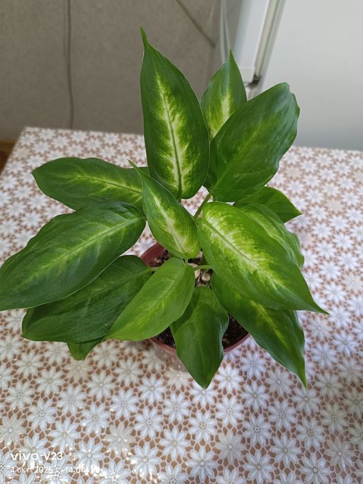 Диффенбахия 2000