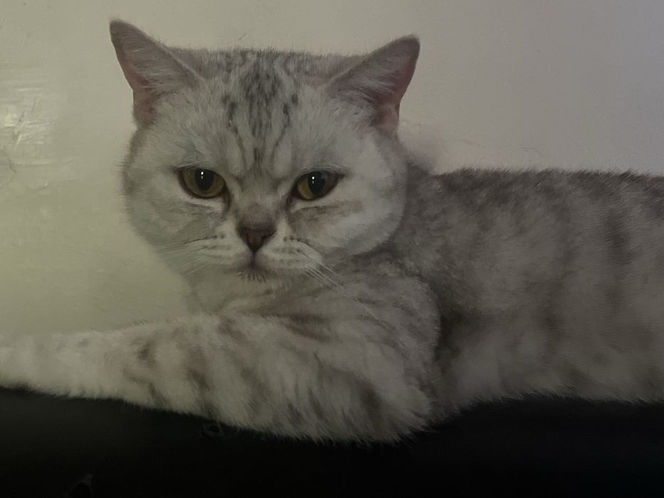 Отдам кошку даром в добрые руки