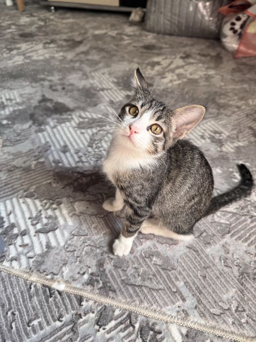 Котенок девочка в заботливые руки