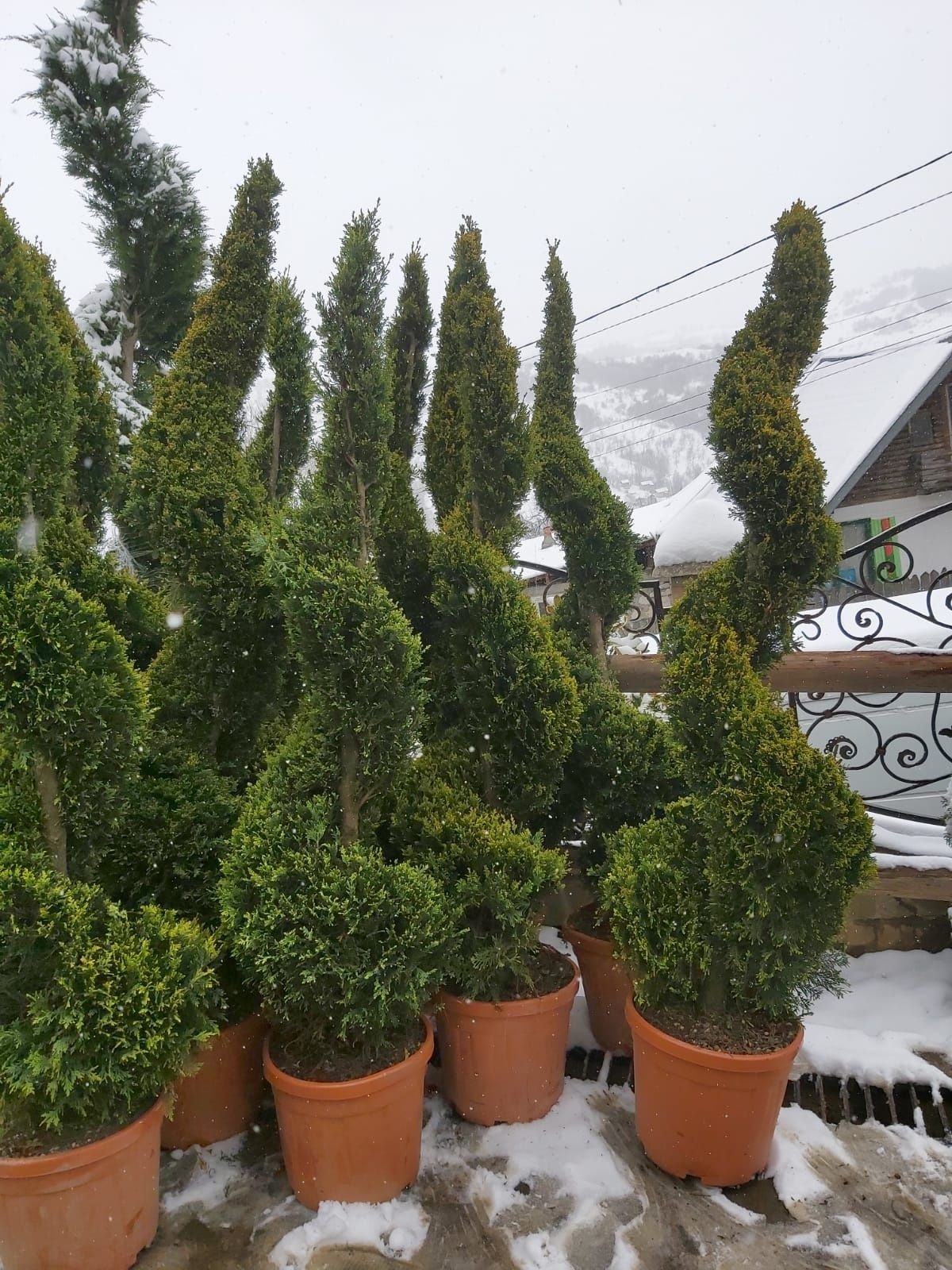 Vând tuia smarald columna braband lelandy spirale pon pon bonsai