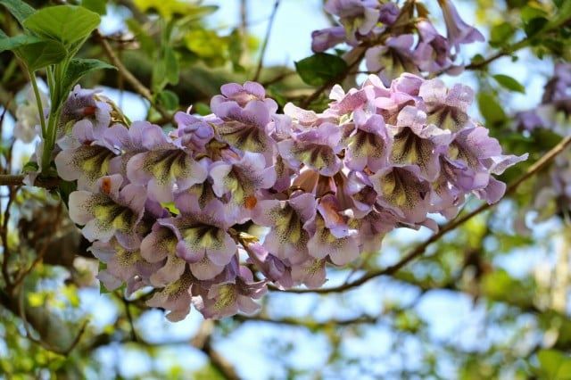 Pomi ornamentali  paulownia cu flori roz