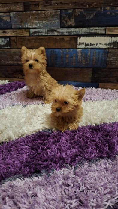 Йоркширски териер