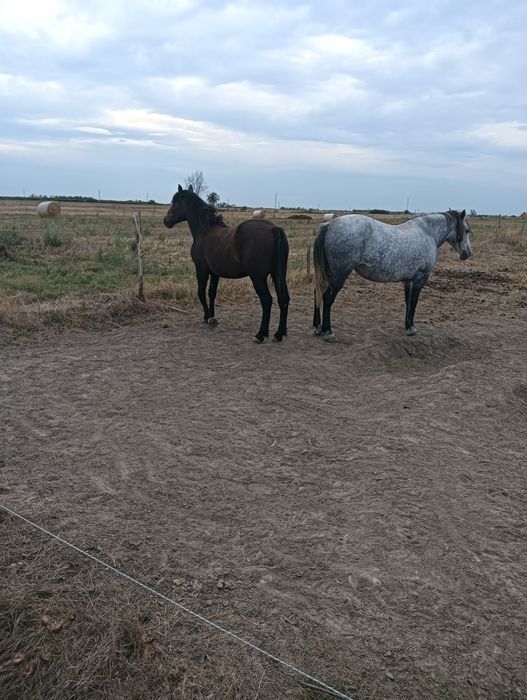 Cai de vânzare Giulvăz