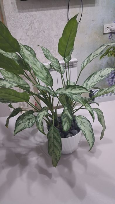 Аглеонема - декоративно-лиственное растение