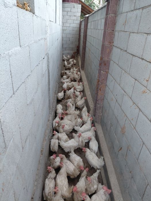 Птицы не сушка.Все белый