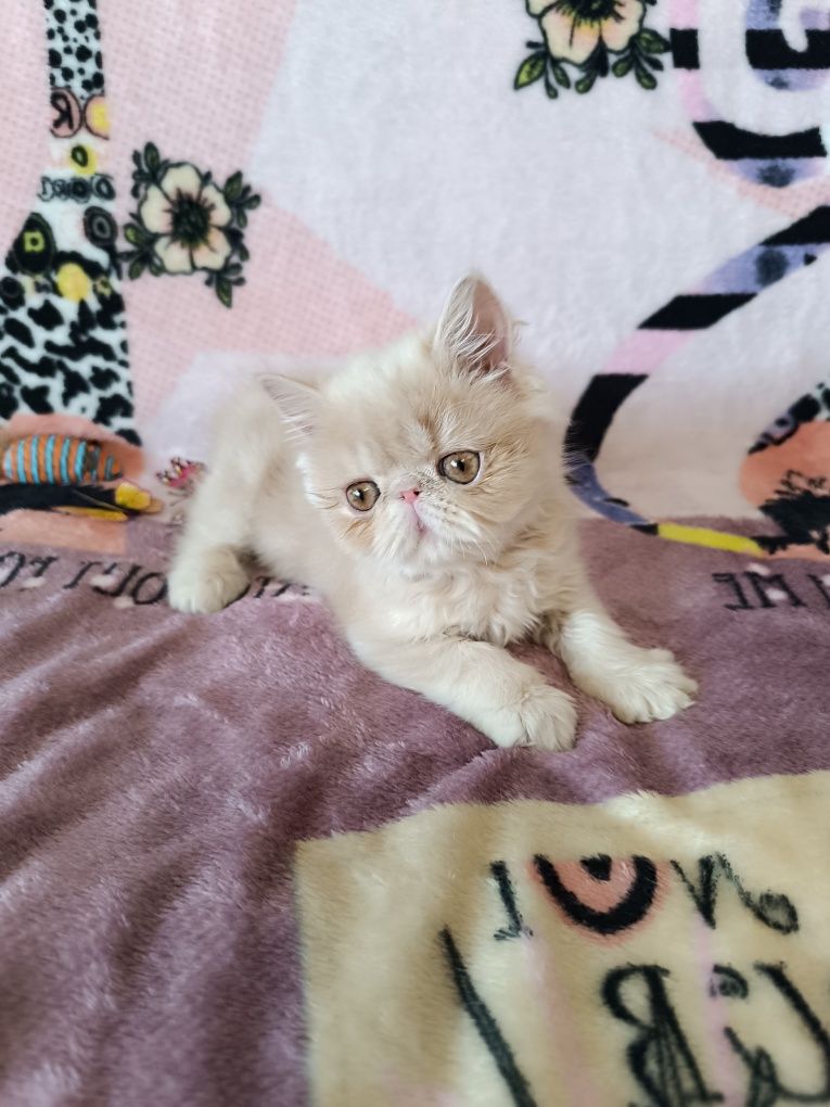 Котята  экзоты из питомника
