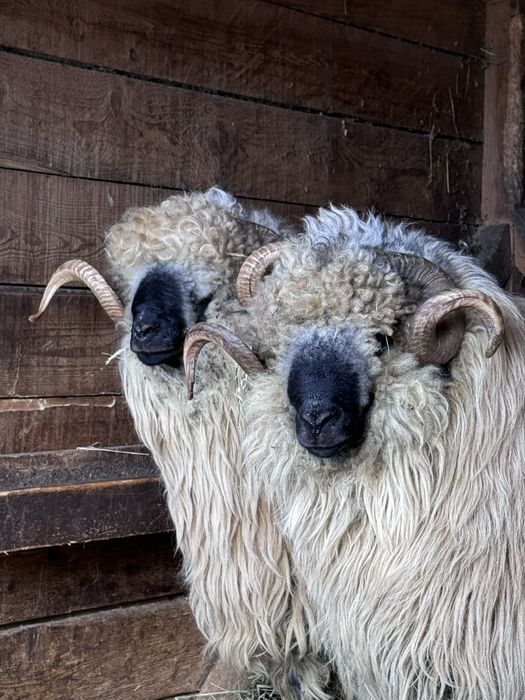 Vand berbeci bucalai