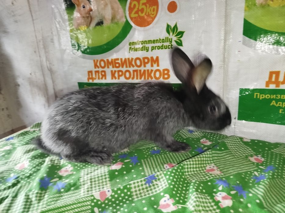 Полтавский серебро