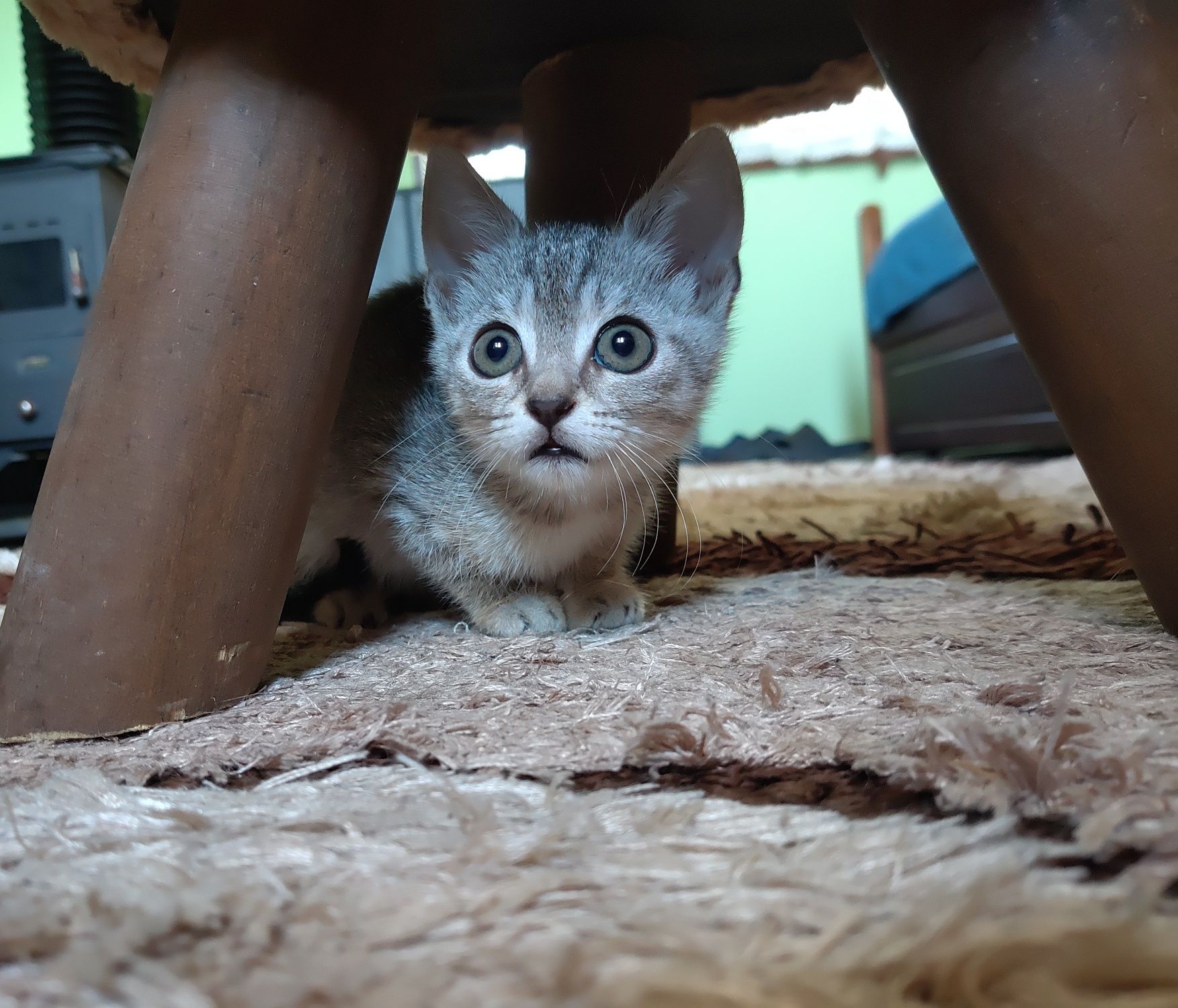 Подарявам котенце