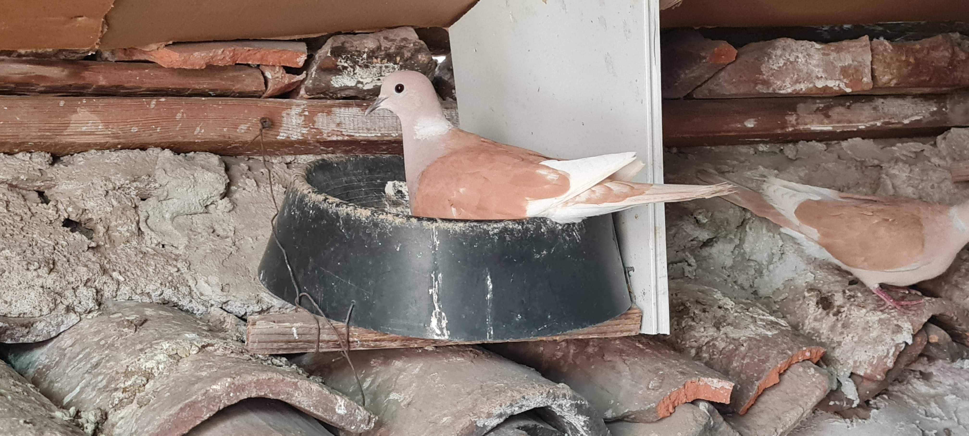 Продавам скумрийки