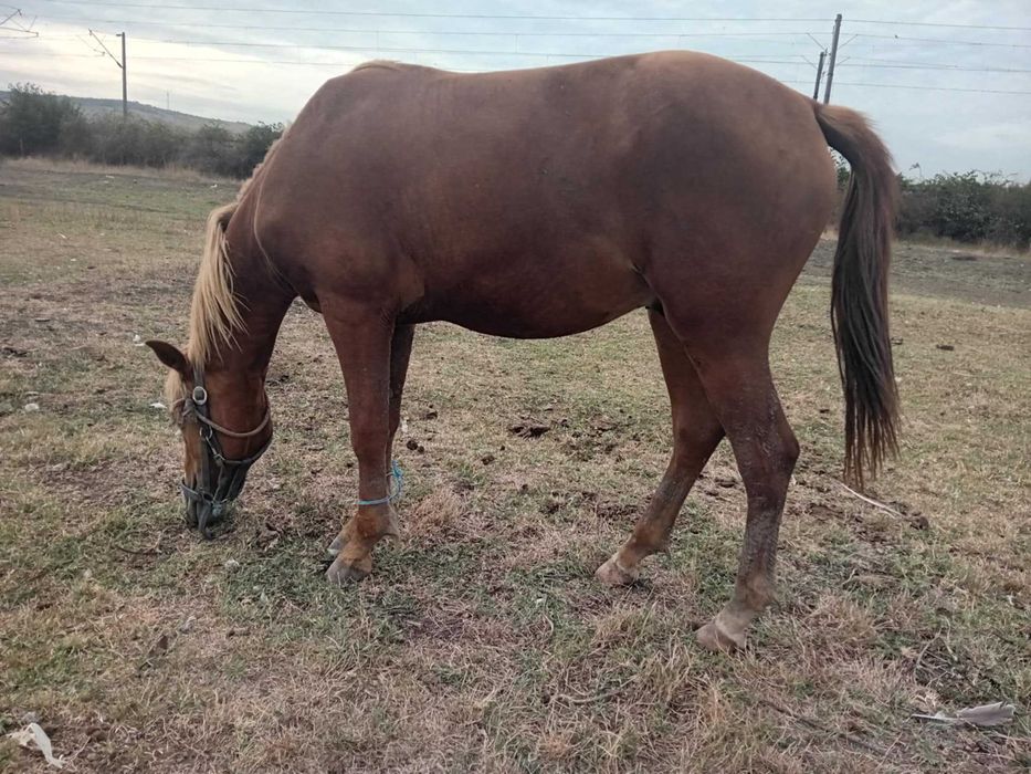 Vand armasar 3500 de lei