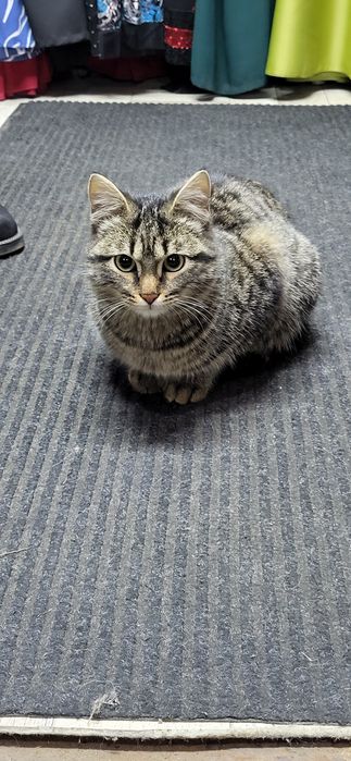 Котенок, кот, котенок