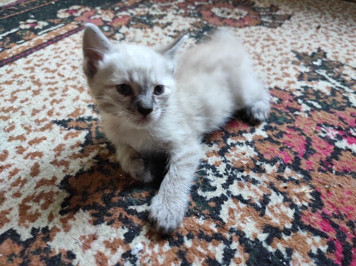 Сиамский котенок , мальчик
