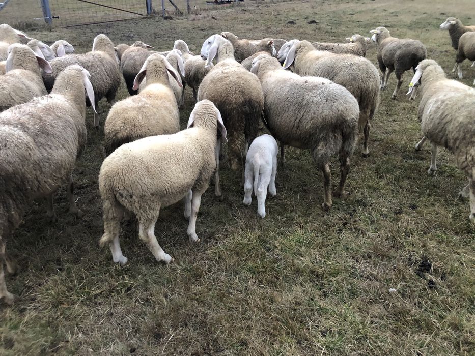 Vând berbecuți Bergamasca