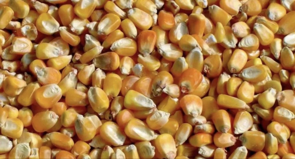 Продам кукурузу в зерне