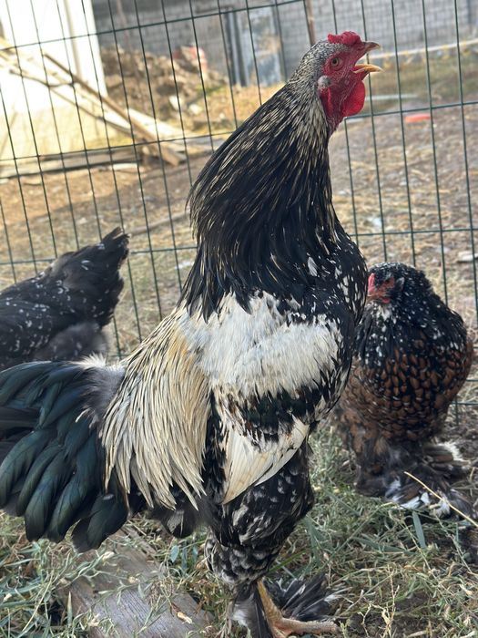 Хуроз товуклар ( Туркия парселан)