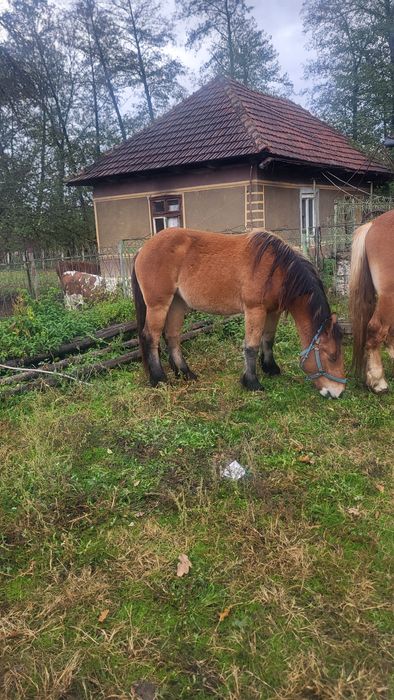 Vând mânză de 2 ani