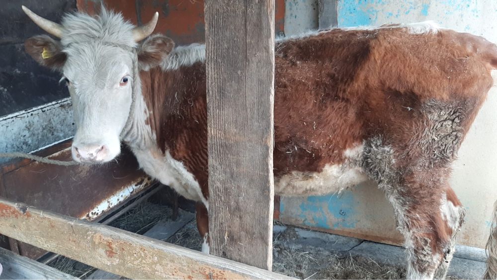 Продам корову с телёнком