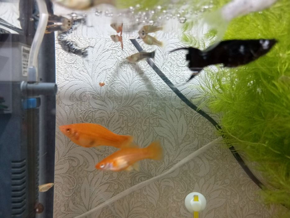 Продам аквариумных рыбок, разных