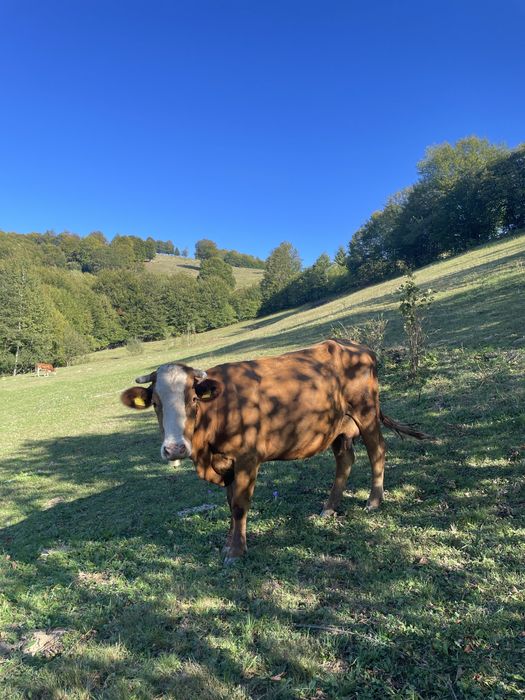 Vaca de vanzare.