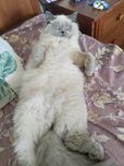 Продаётся котёнок Хайленд страйт