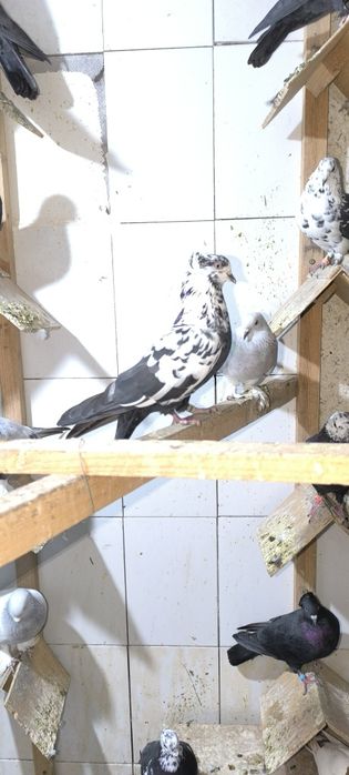 Kabutarlar sotiladi. Soch, Takla, Qopqon, Tukman, Eron!