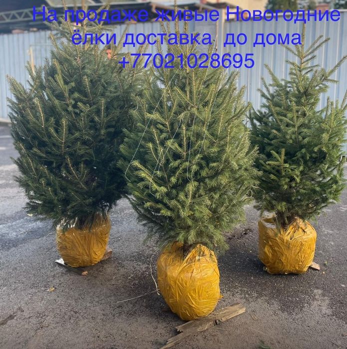 Ели Ель Пышные Елки новогодние