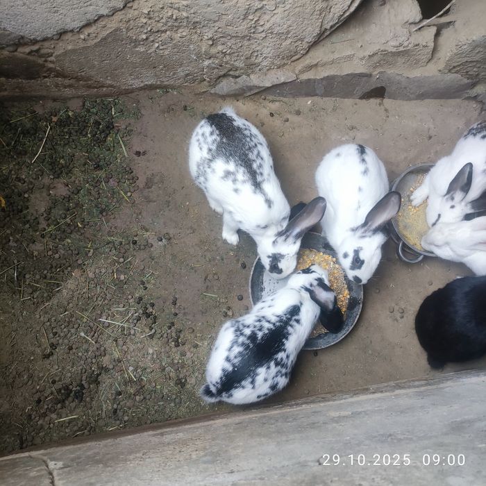 Продаю кроликов разных