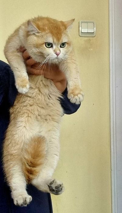 Вязка Чистокровний Британский Золотого Ny12