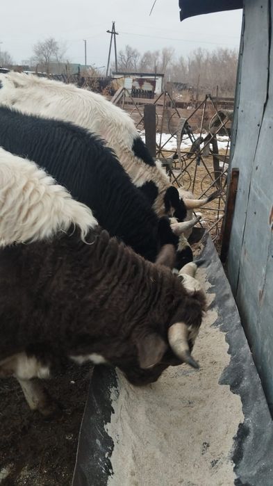 Продам бычков  .