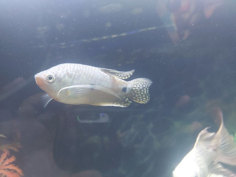 Продаю очень хороший рыбу