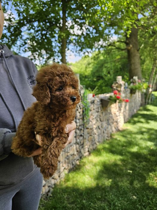 Той пудел[toy poodle)] Лицензиран развъдник