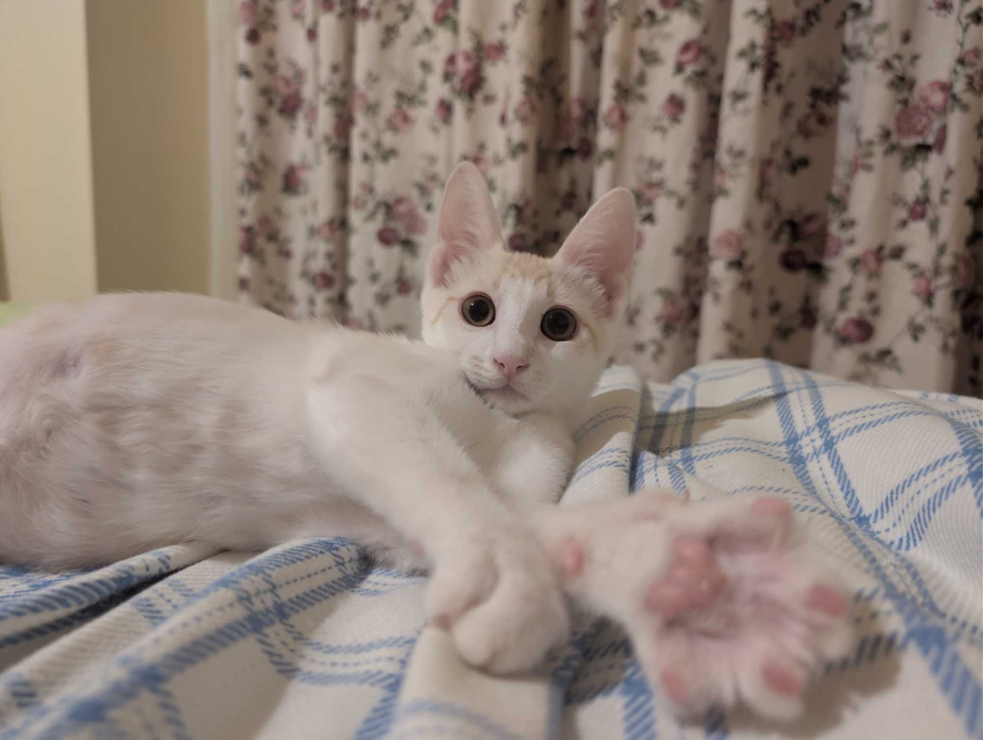 Подарявам 2 котенца