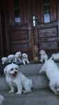 Puiuti de Bichon Maltez