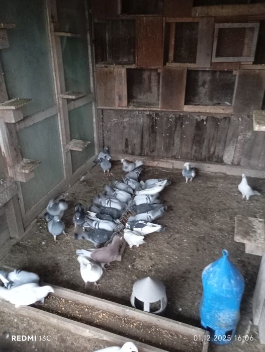 Porumbei, standard de zbor, porumbei șimi