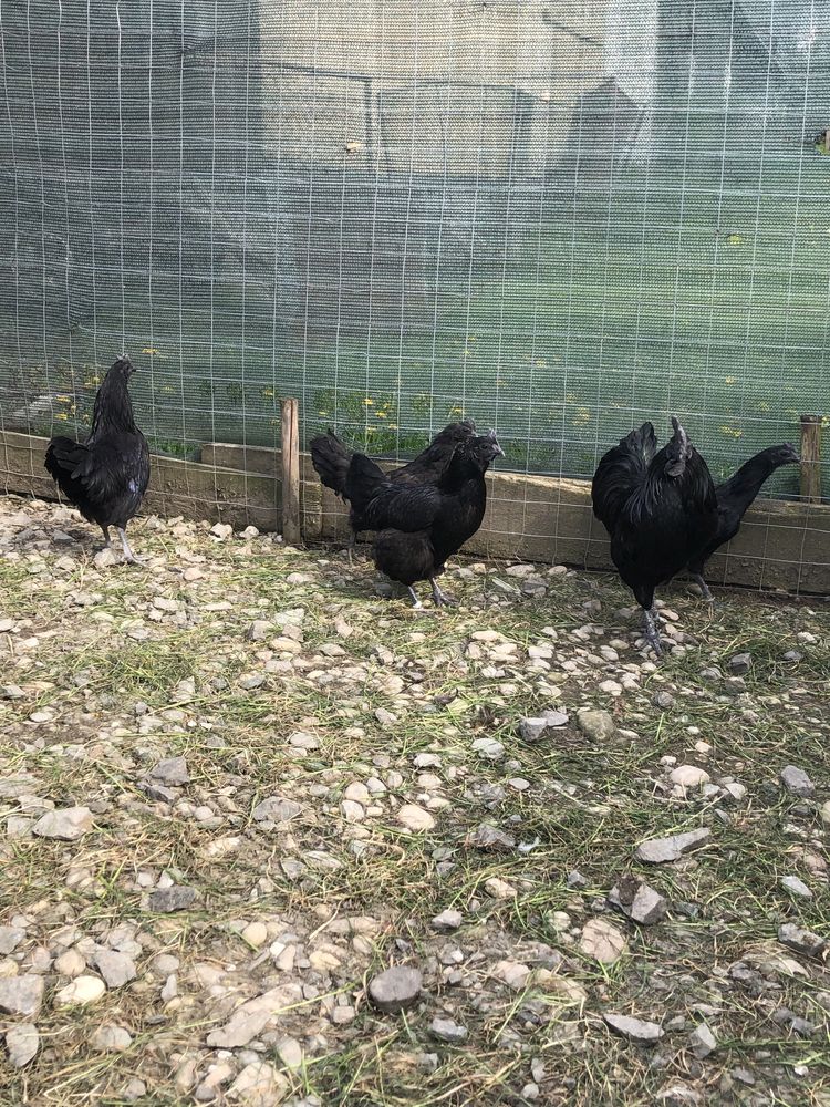 Oua pentru incubat Ayam Cemani