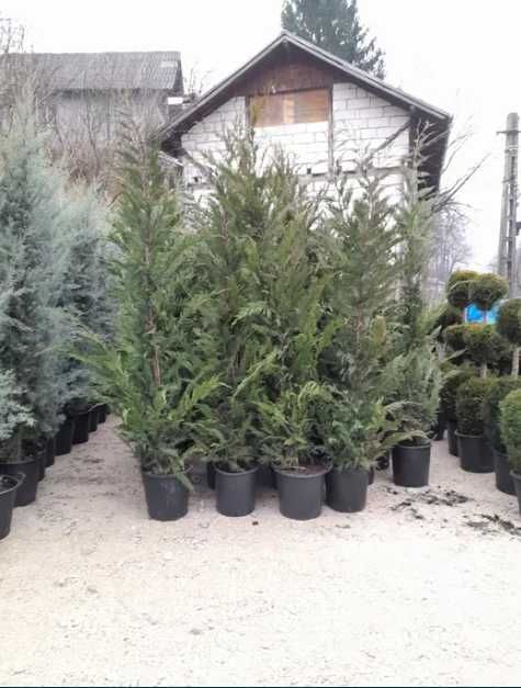 Plante Ornamentale Oriunde in tara calitate extra