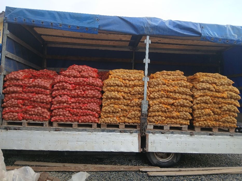 Cartofi de animale si de consum