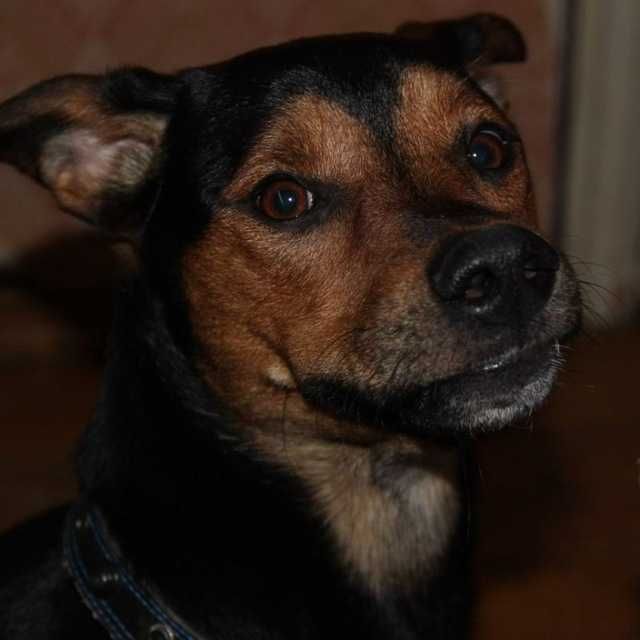 Срочно пристраиваю собаку