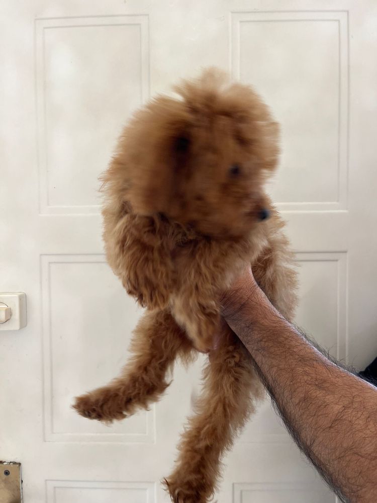 Pui Caniche / Pudel Pitic roscat femela